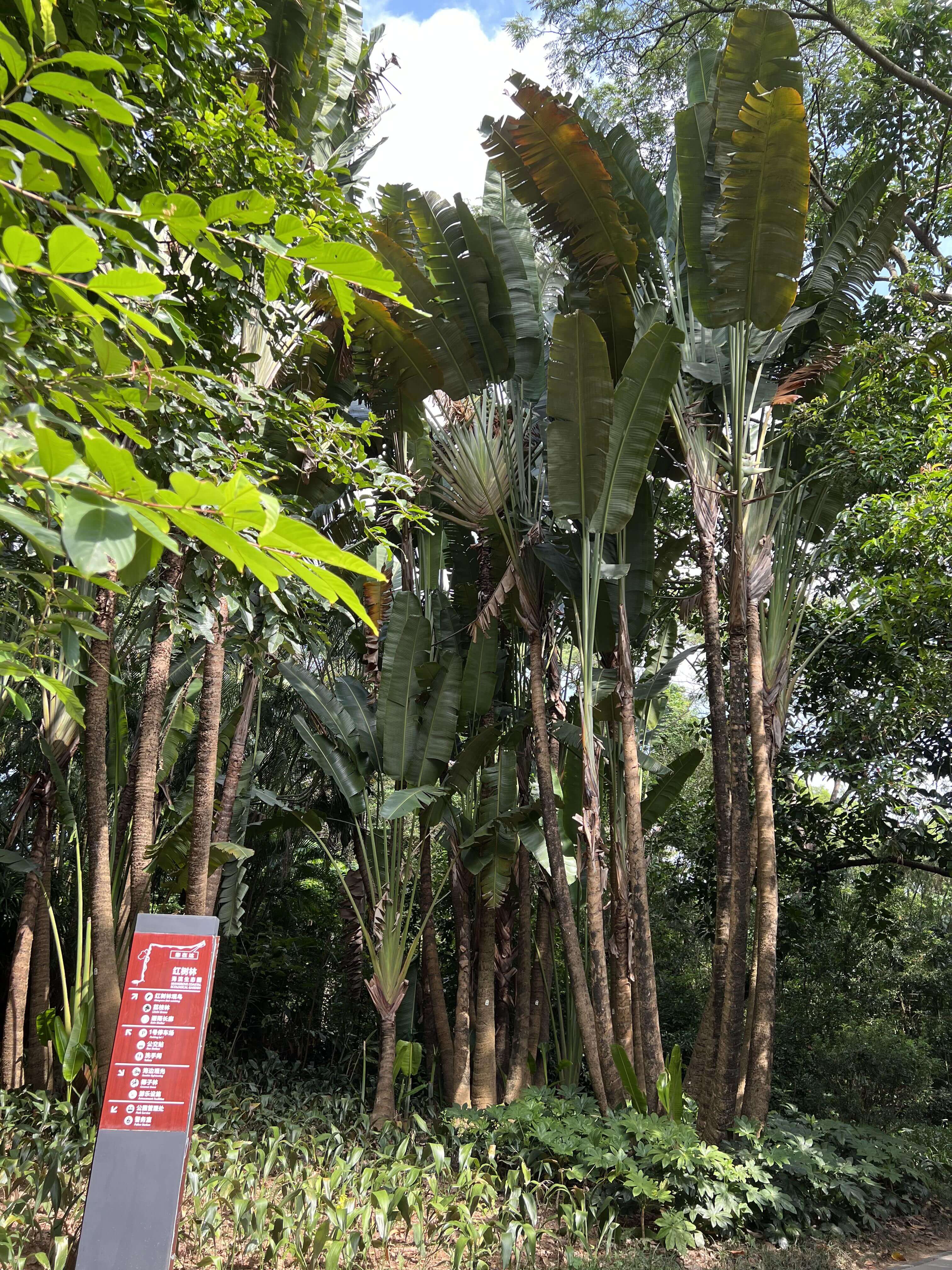 03_tree.jpg